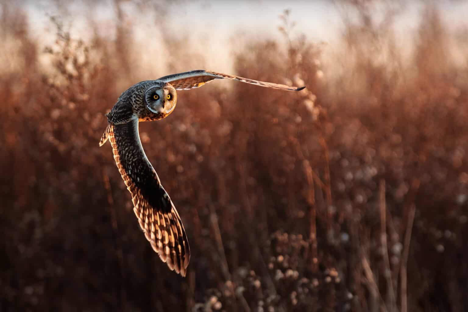 Owls That Live In Minnesota And Where You Re Likely To See Them