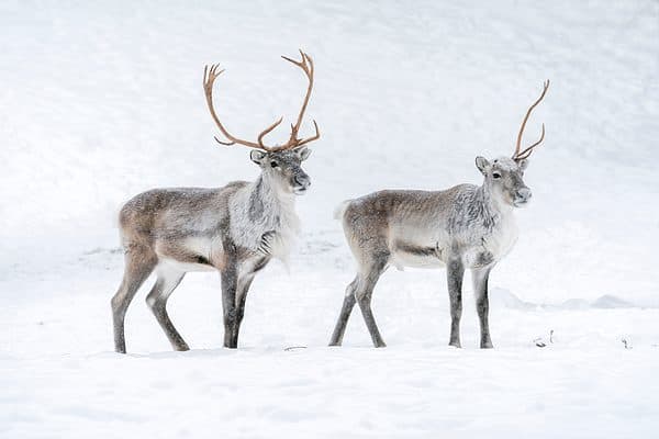 Reindeer Vs Whitetail Deer The Main Differences