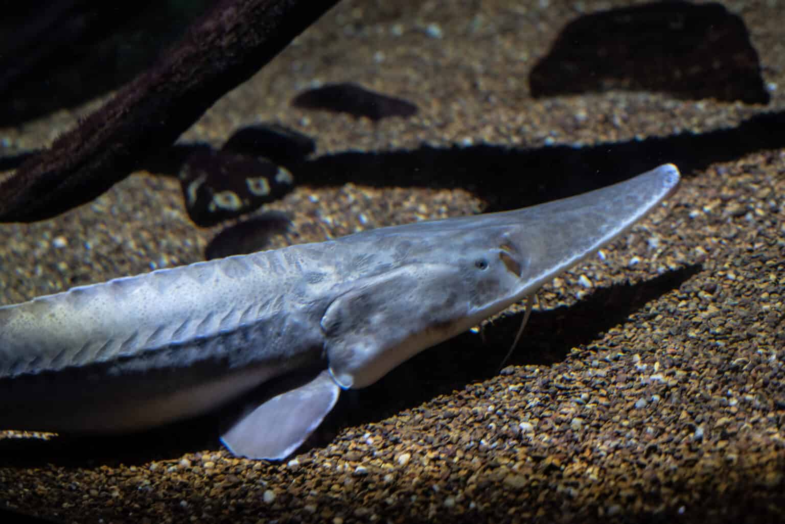 World Record Sturgeon Discover The Largest Sturgeon Ever Caught A Z