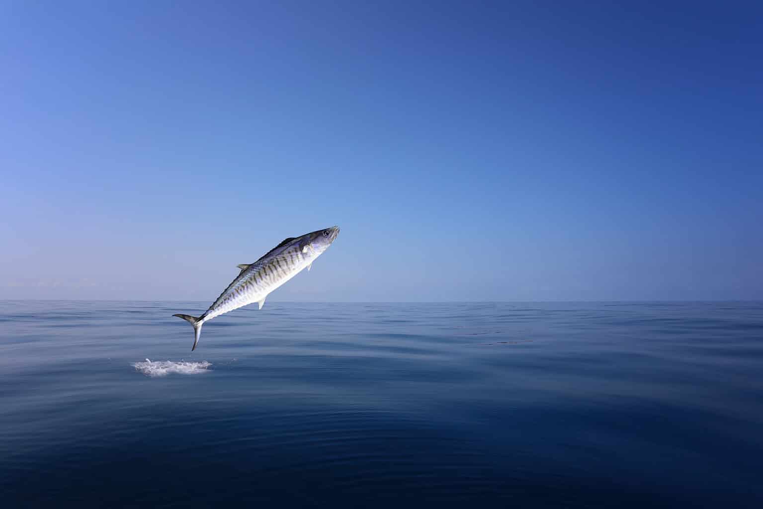 The Best Fishing Piers In Myrtle Beach And What You Might Catch A