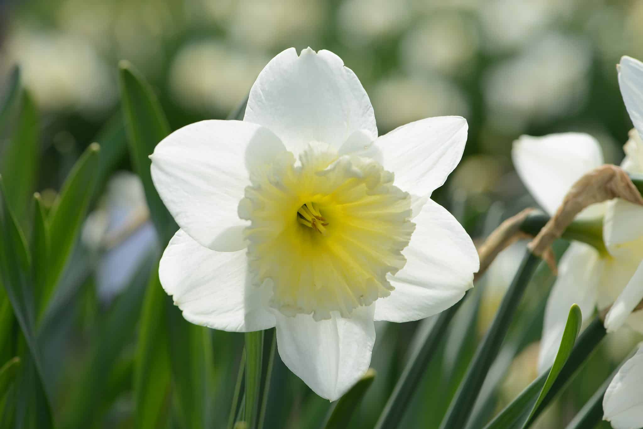 Types Of Heirloom Daffodils