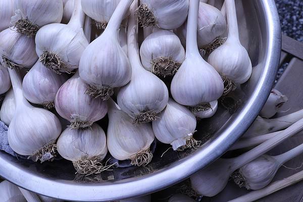 How To Grow Garlic Indoors Easy To Follow Steps For A Thriving Plant