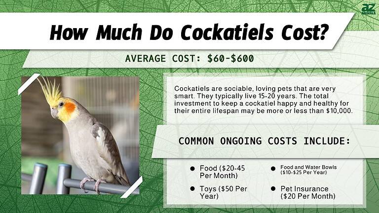 Cockatiel Costs In Purchase Supplies Food And More