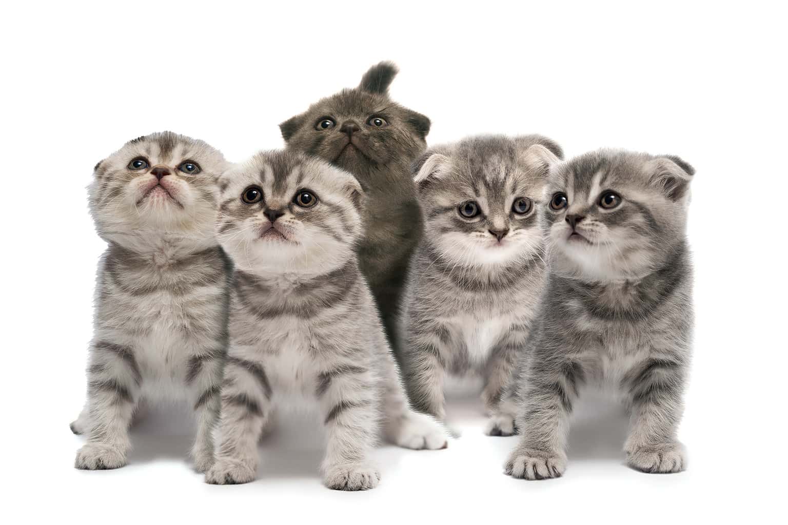 Scottish Fold Vs Scottish Straight Cats Differences Between Them A