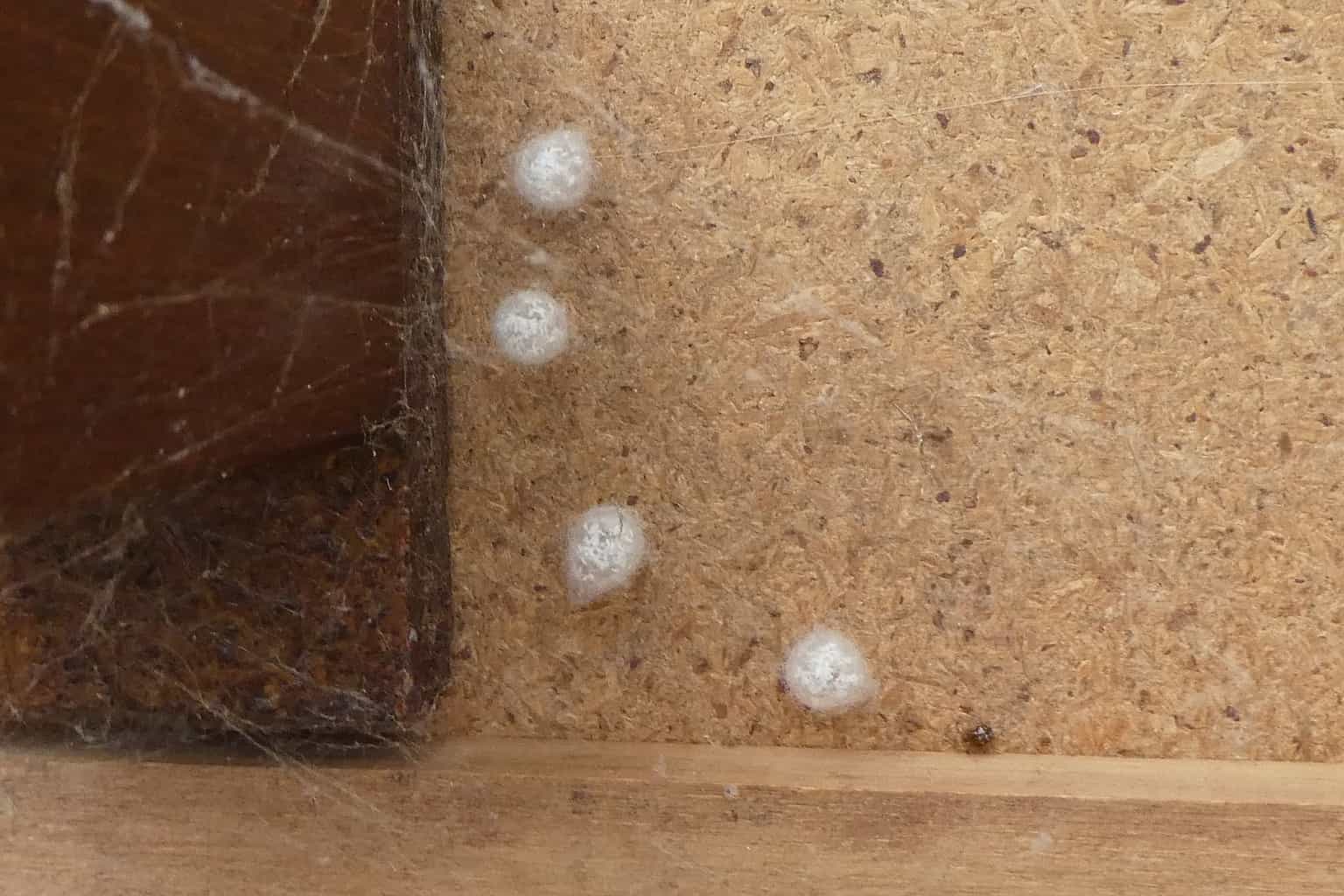 Complete Guide On Spider Eggs Identification And How To Get Rid Of