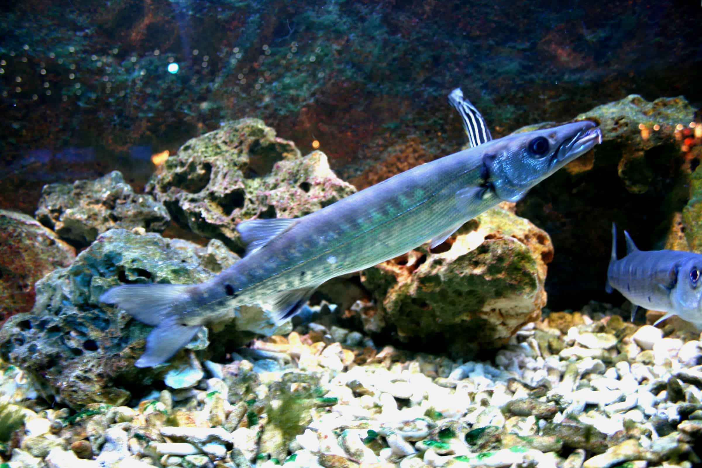 barracuda - Sphyraena - small barracuda swimming near coral