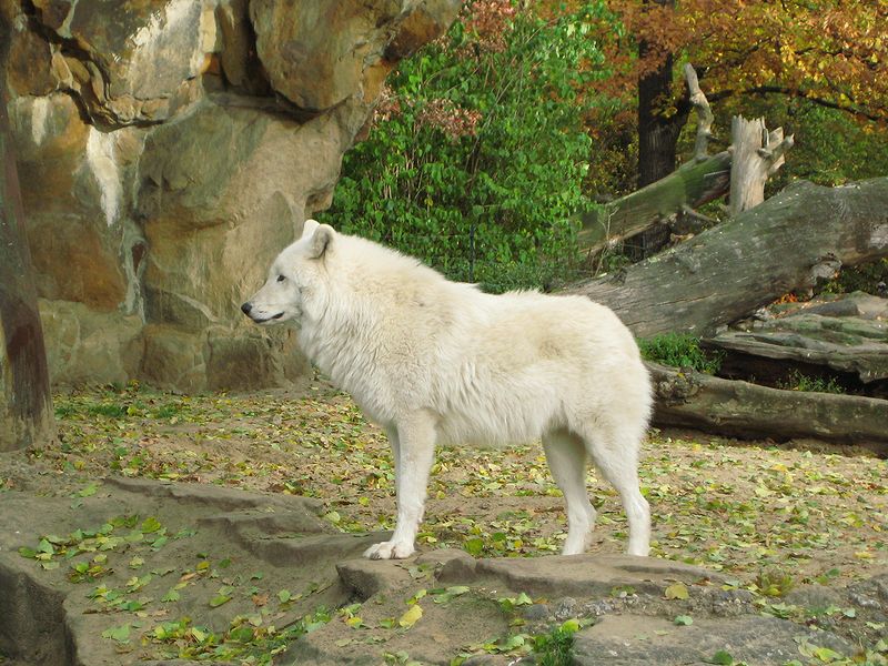 Arctic wolf standing in the grass