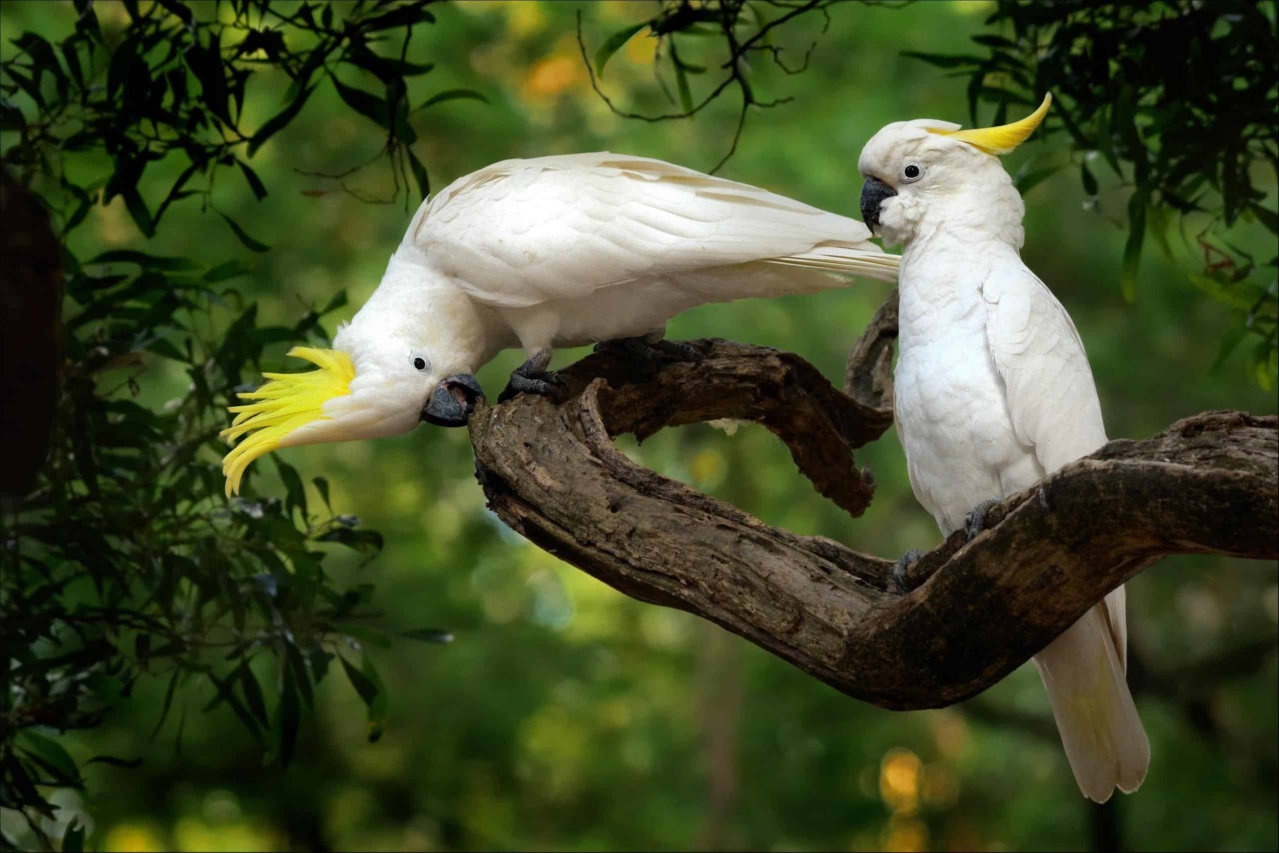 cockatoo (Cacatuidae) two cockatoos on a branch