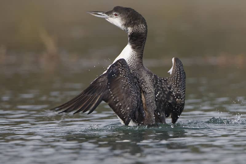 common loon facts. View Original Common Loon