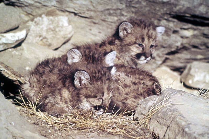 Cougar Cubs (Felis Concolor)