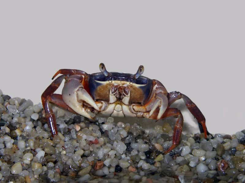 crab - Decapoda, - small crab in sand