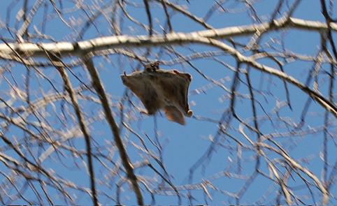 flying squirrel (Pteromyini) flying squirrel gliding through the trees
