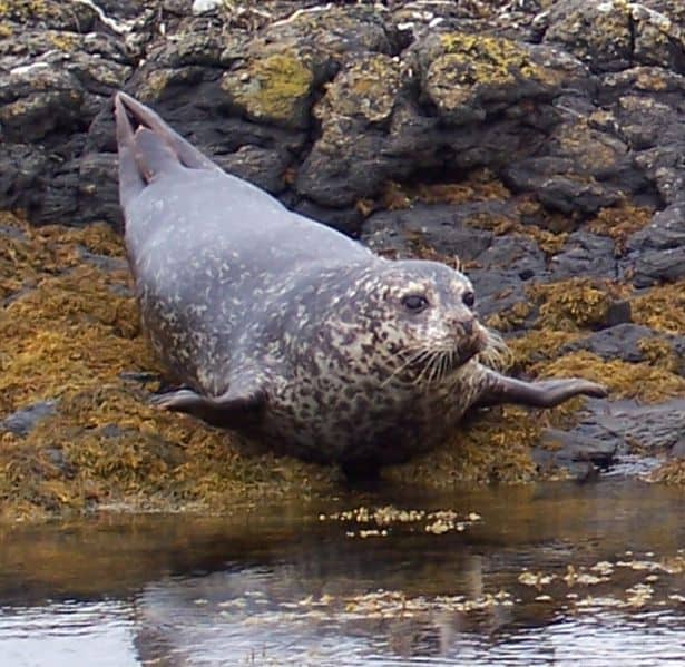 Grey Seal (Halichoerus Grypus)