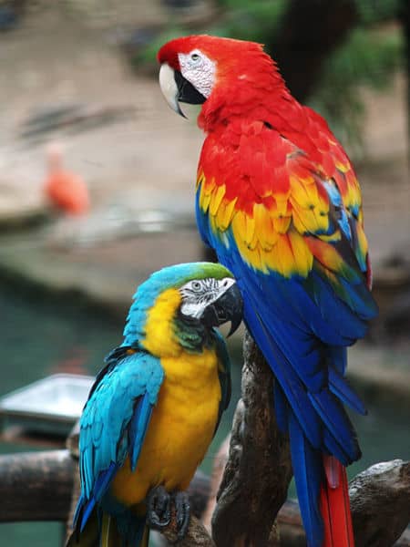 macaw4.jpg