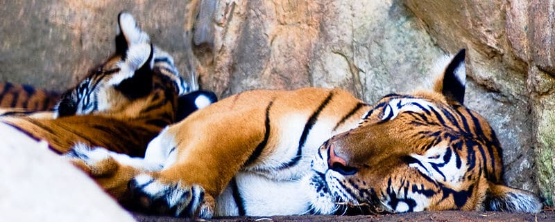malayan tiger (Panthera tigris jacksoni) up-close face photo of malayan tiger sleeping