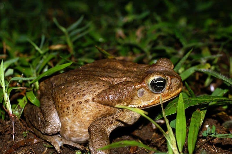 marine toad (Bufo marinus) marine toad in grass at night