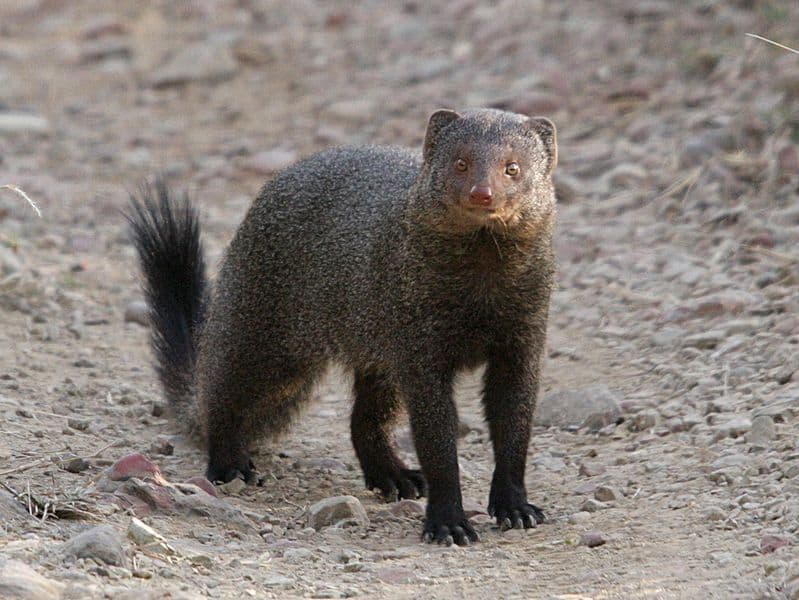 animal mongoose