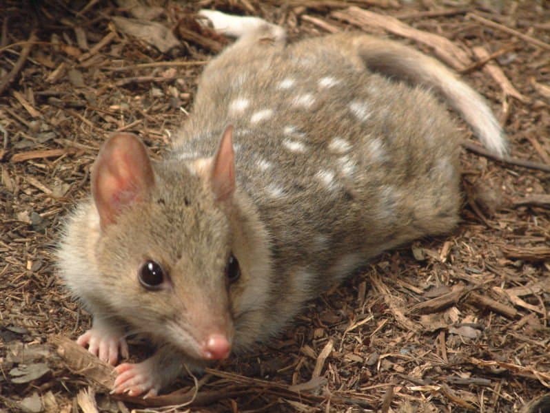 quoll - Dasyurus - spotted quoll laying on the ground