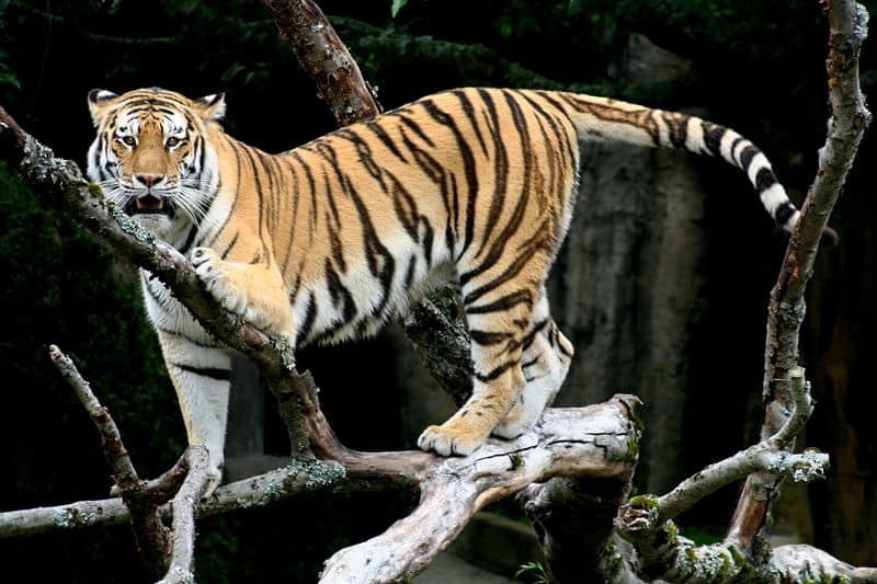 Siberian tiger (Panthera tigris altaica) Siberian tiger in tree