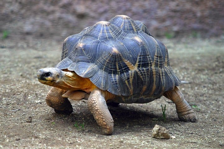 Image result for land tortoise