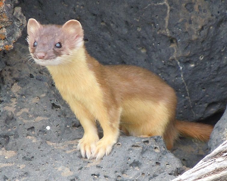 Weasel (Mustela nivalis) - Animals - A-Z Animals - Animal Facts.