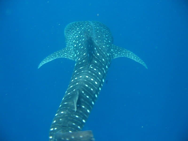 whale shark - Rhincodon Typus - white spots of whale shark's back while swimming away
