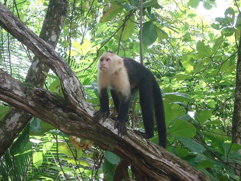 white-faced capuchin (Cebus capucinus) white-faced capuchin on a tree branch