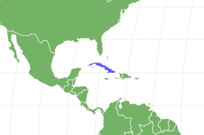 Havanese Locations