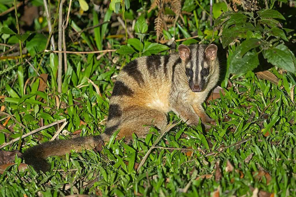 Banded palm civet