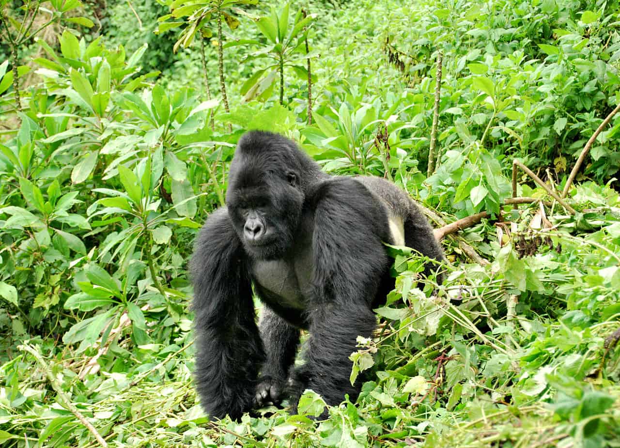 Close up of a male silverback Eastern gorilla isolated on white