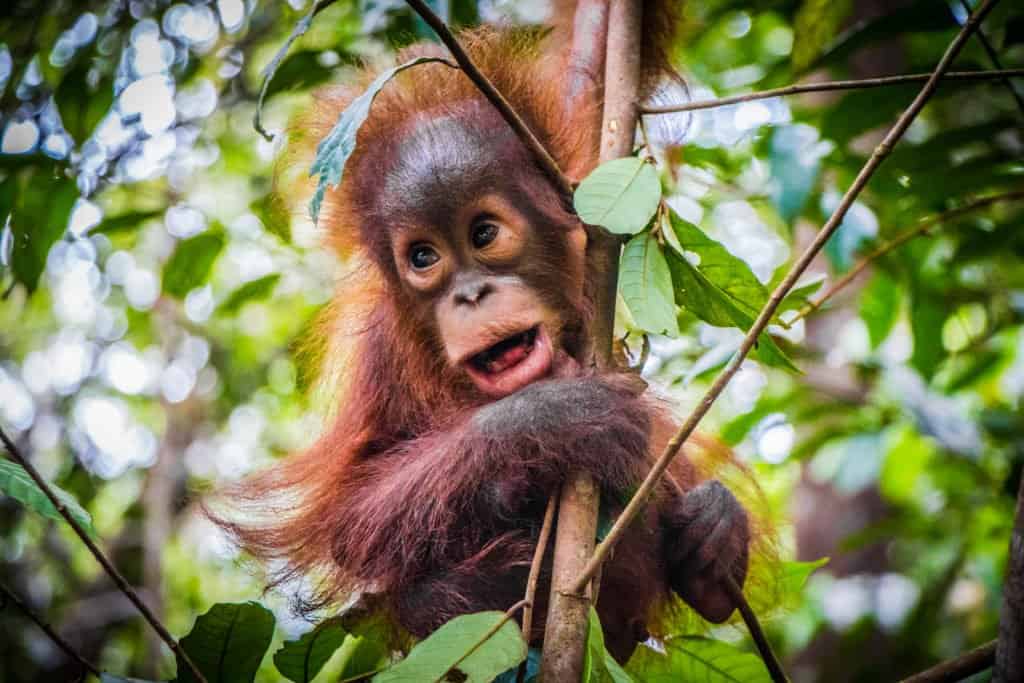 A baby orangutan hanging in a tree