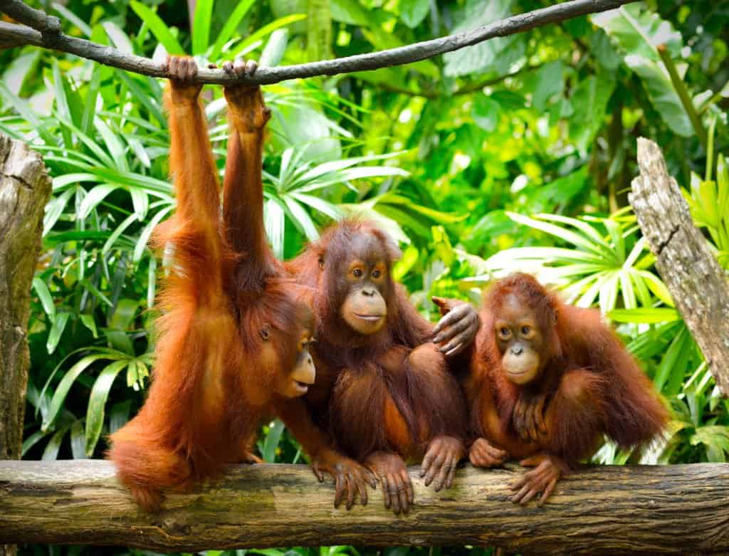 A group of orangutans sitting on a fallen tree.