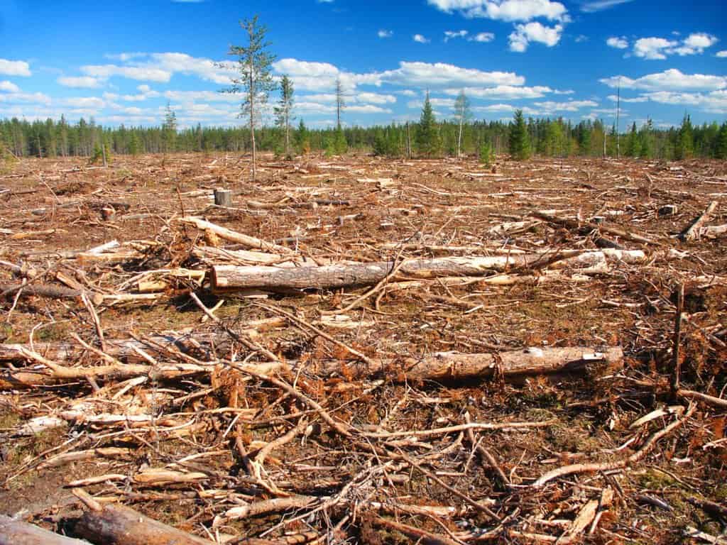 A deforested stretch of woodland with standing coniferous trees in the background.