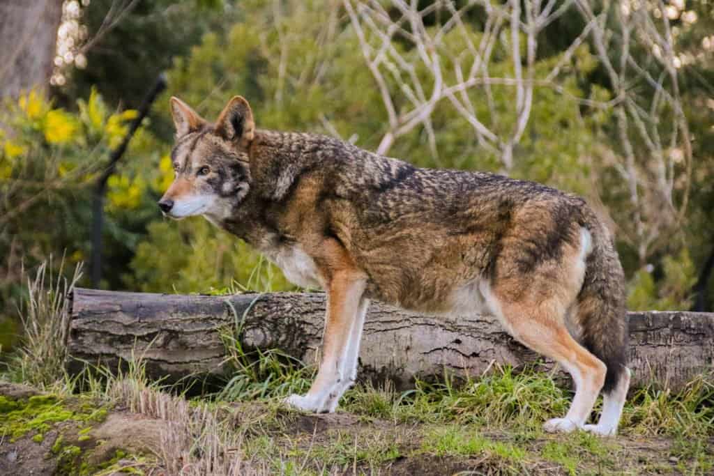 A red wolf looks alert in a forest.