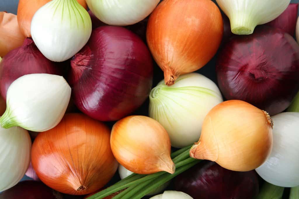 are onions poisonous to dogs and cats