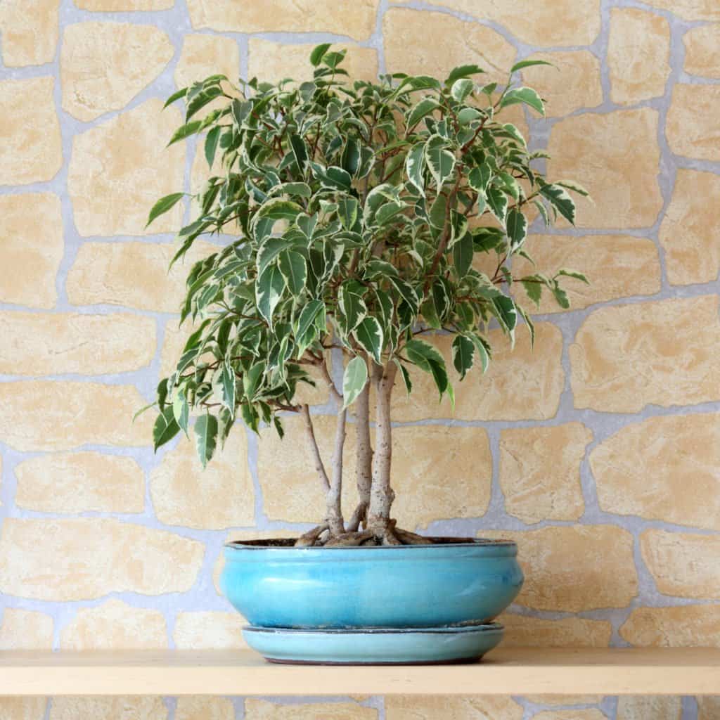 A weeping fig tree in a blue pot in front of a light-colored stone backdrop.