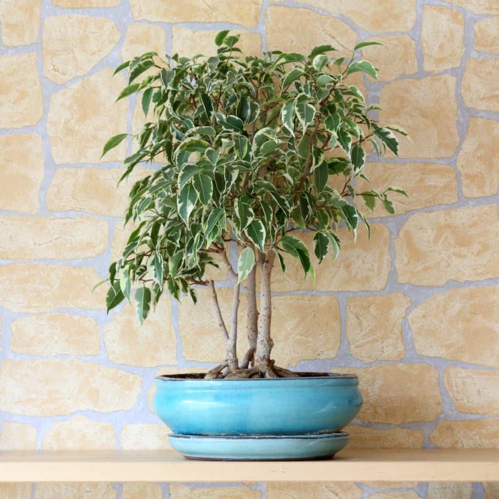 Ficus Bonsai Tree