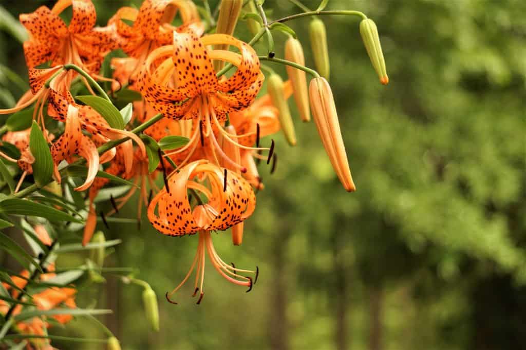 Close-up image of an orange tiger lily with trees in the background.