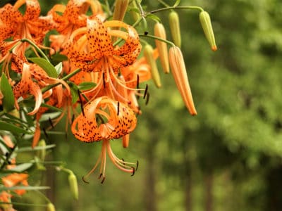 A Tiger Lily: Meaning and Symbolism of This Beautiful Flower