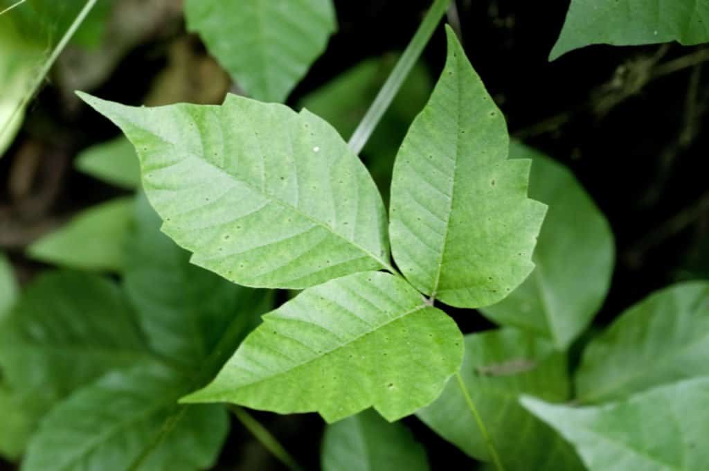 Close-up image of poison ivy leaves.