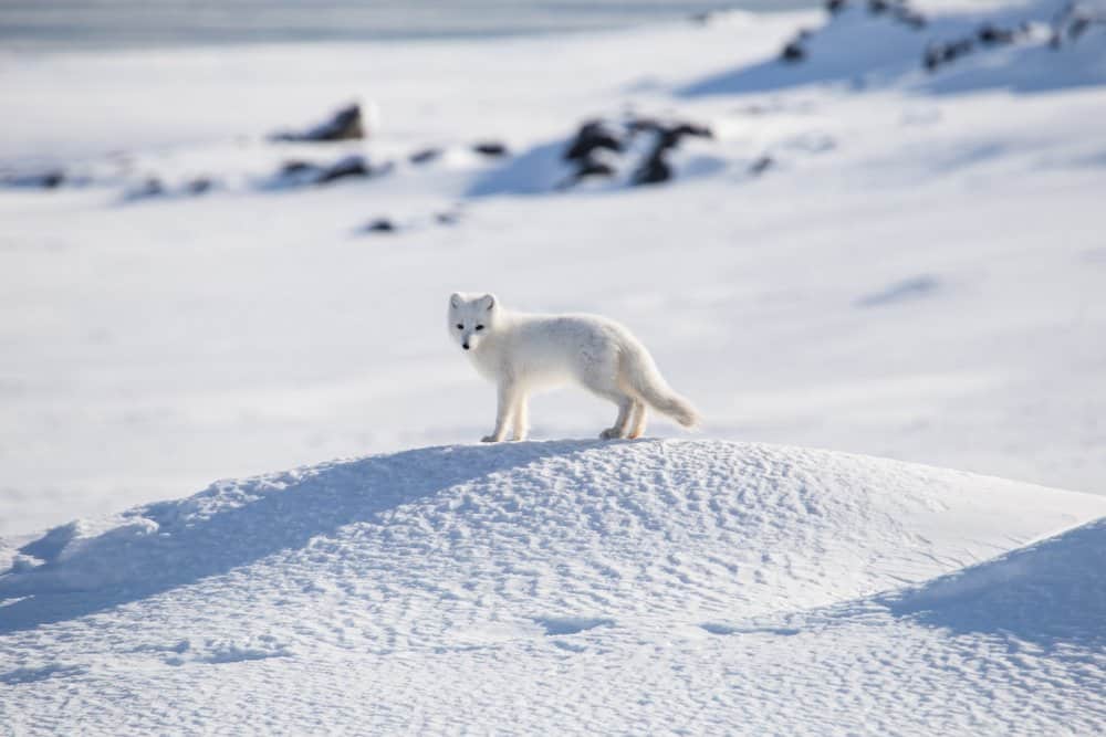 An Arctic fox standing attentively in a snowy habitat.