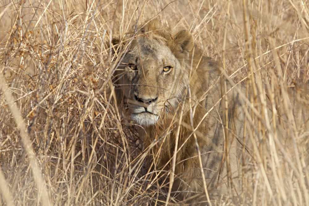 A lion crouching in tall grass.