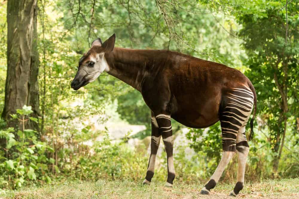 An okapi walking through a forested area.