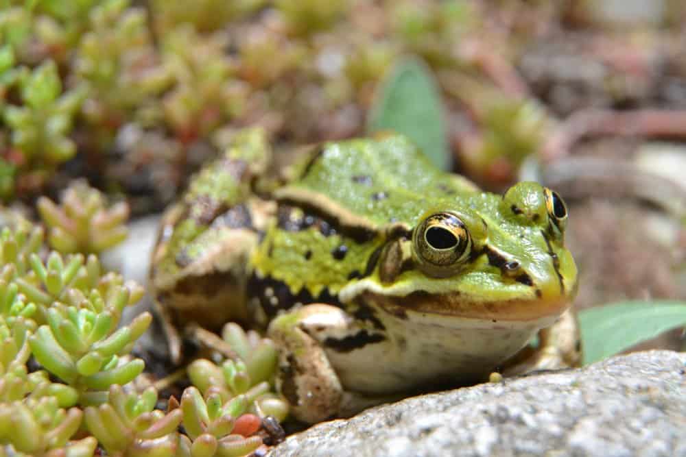 A pool frog sitting on the edge of a pond surrounded by vegetation.