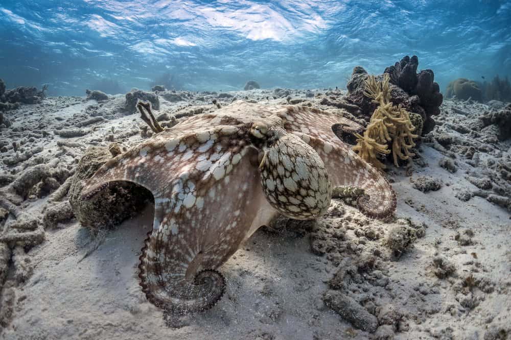 An octopus blending in with the surrounding reef habitat.