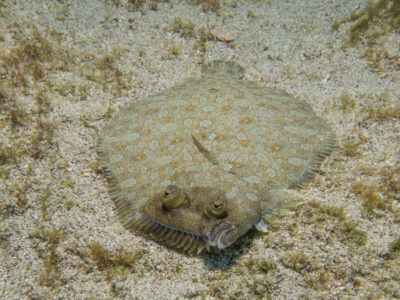 A Flounder Fish