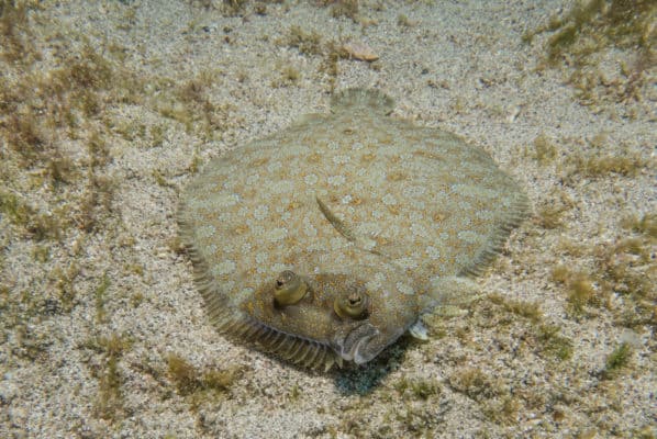 Flounder Animal Facts - Pleuronectiformes - A-Z Animals