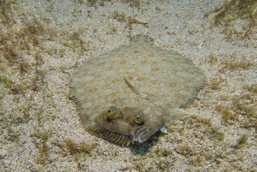 A flounder laying flat on the sandy ocean floor.