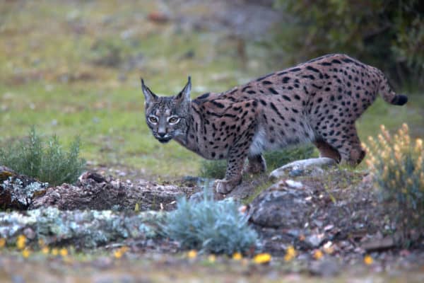 An Iberian lynx 