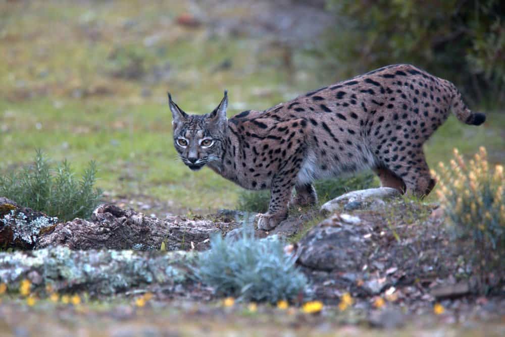 An Iberian lynx crouching near a small body of water.